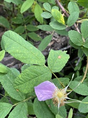 Phragmidium rosae-multiflorae