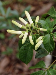 Spiranthera odoratissima