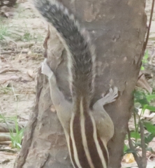 Funambulus pennantii