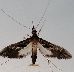 Lineodes integra
