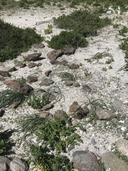 Zephyranthes bagnoldii