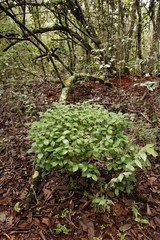 Psychotria prunifolia