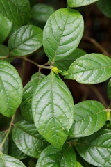 Psychotria prunifolia