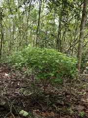 Psychotria prunifolia