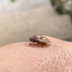 Eurygaster testudinaria
