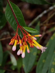 Palicourea marcgravii