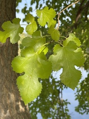 Acer nigrum