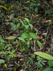 Palicourea marcgravii