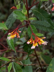Palicourea marcgravii