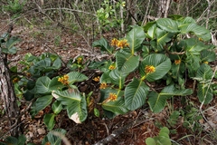 Palicourea rigida