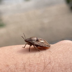 Eurygaster testudinaria