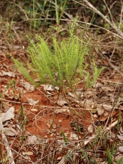 Psyllocarpus phyllocephalus