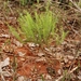 Psyllocarpus phyllocephalus - Photo (c) Mauricio Mercadante, algunos derechos reservados (CC BY-NC-SA)