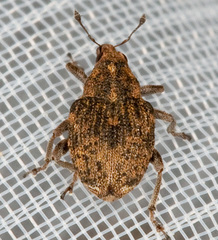 Rhinoncus bruchoides