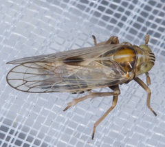 Delphacidae