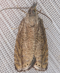 Dichrorampha sedatana