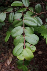 Hancornia speciosa