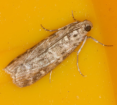 Dioryctria simplicella