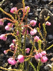 Erica spumosa