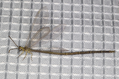 Clathroneuria coquilletti