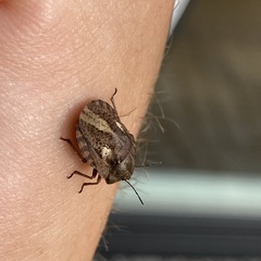 Eurygaster testudinaria