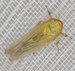 Elymana sulphurella