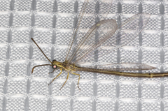 Clathroneuria coquilletti