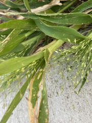 Panicum capillare
