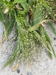 Panicum capillare
