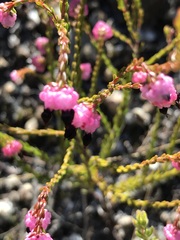 Erica spumosa
