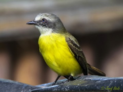 Myiozetetes granadensis