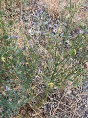 Medicago sativa
