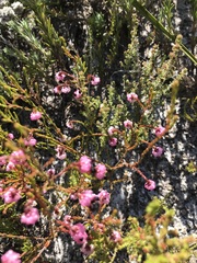 Erica spumosa