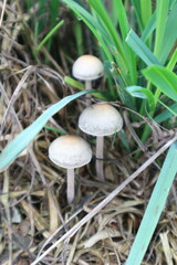 Panaeolus