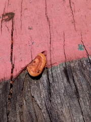 Trametes sanguinea