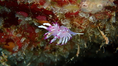 Flabellina llerae