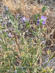 Medicago sativa