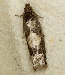 Epinotia