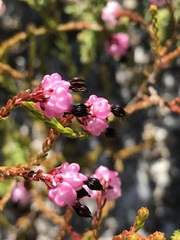 Erica spumosa