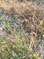 Medicago sativa