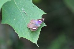 Diaethria bacchis