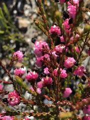 Erica spumosa