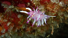 Flabellina llerae