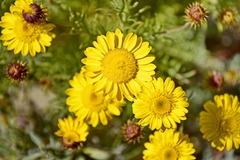 Asteroideae