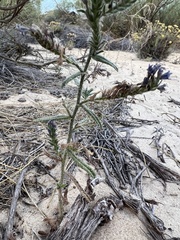 Echium gaditanum