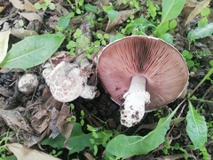 Agaricus bisporus