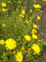 Heterotheca