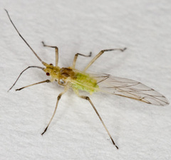 Euceraphis punctipennis