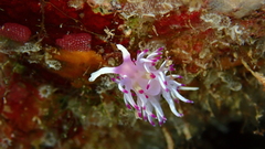 Flabellina llerae
