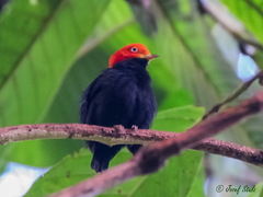 Ceratopipra mentalis